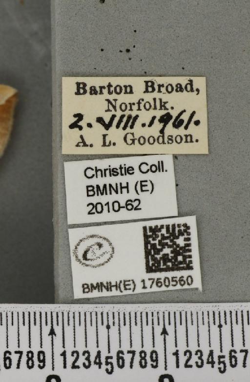 Eulithis testata (Linnaeus, 1761) - BMNHE_1760560_label_343287