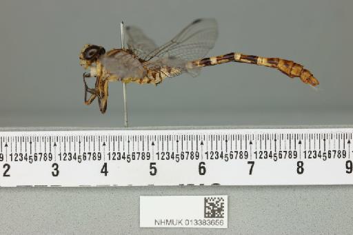 Erpetogomphus compositus Hagen in Selys, 1858 - 013383656_lateral