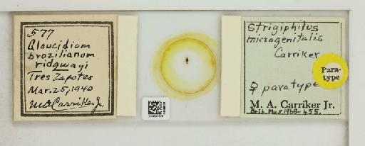 Strigiphilus microgenitalis Carriker, 1966 - 010693576_108786_1431720