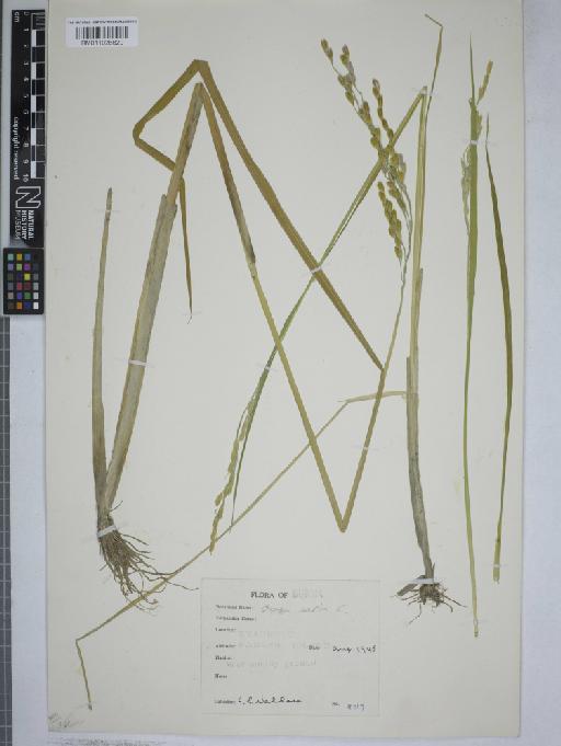 Oryza sativa L. - 011026620