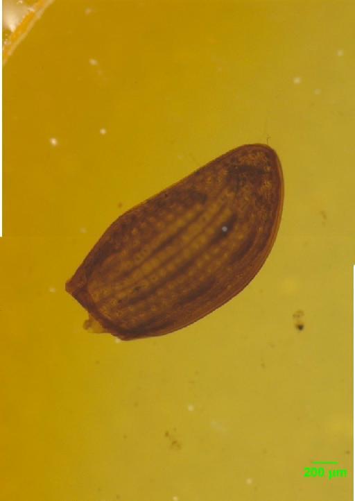 Aphodiinae Leach, 1815 - 010189661___8