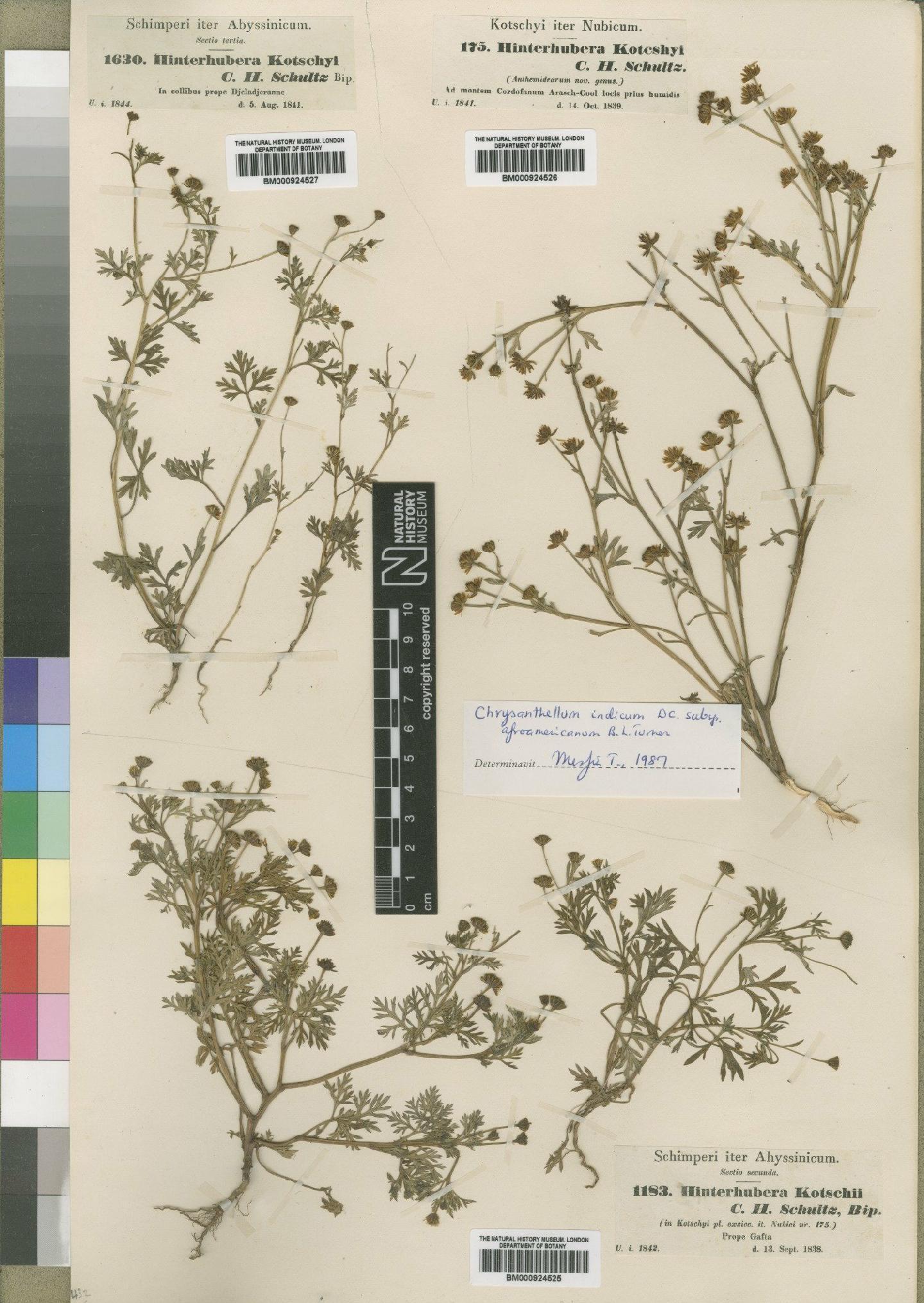 To NHMUK collection (Chrysanthellum indicum subsp. afroamericanum Turner; Syntype; NHMUK:ecatalogue:4529540)