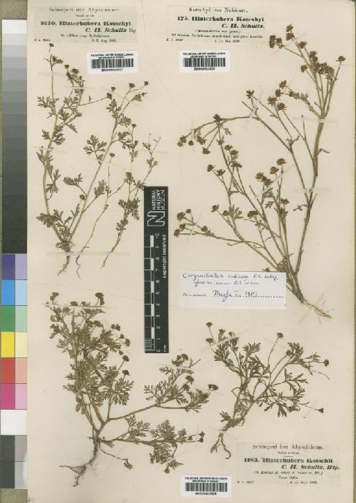 Chrysanthellum indicum subsp. afroamericanum Turner - BM000924526