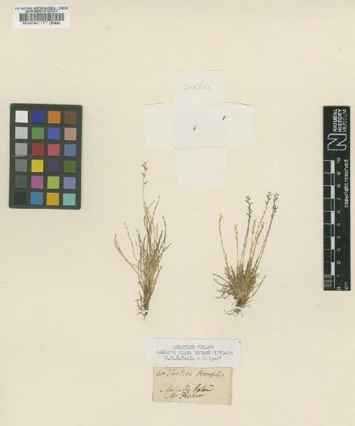 Festuca ovina var. brachyphylla (Schult. & Schult.f.) Hitchc. - BM000560177