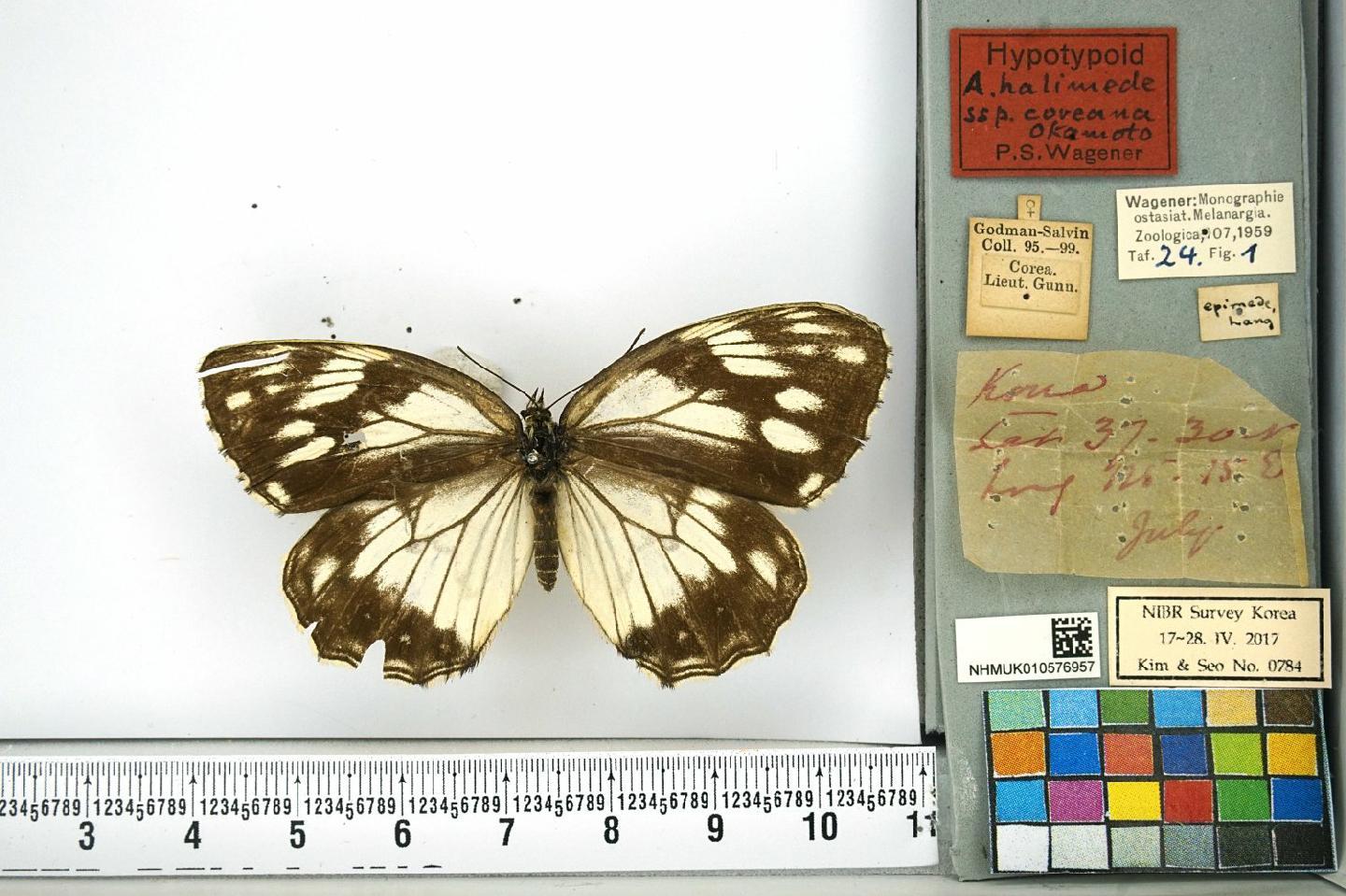 Melanargia epimede thumbnail