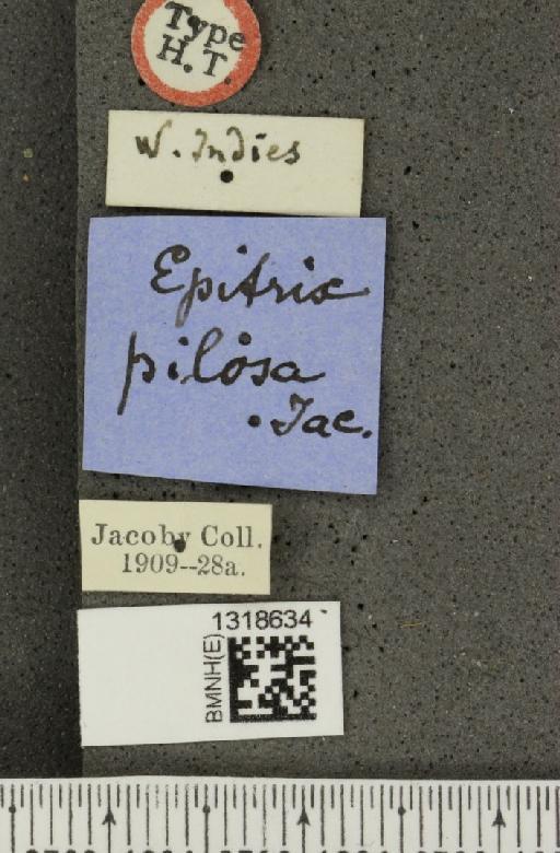 Epitrix pilosa Jacoby, (MS) - BMNHE_1318634_label_25017