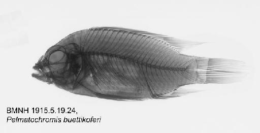 Pelmatochromis buettikoferi Steindachner, 1894 - BMNH 1915.5.19.24, Pelmatochromis buettikoferi Radiograph