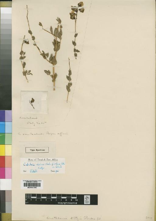 Crotalaria stolzii (Baker f.) Milne-Redh. ex Polhill - BM000843592
