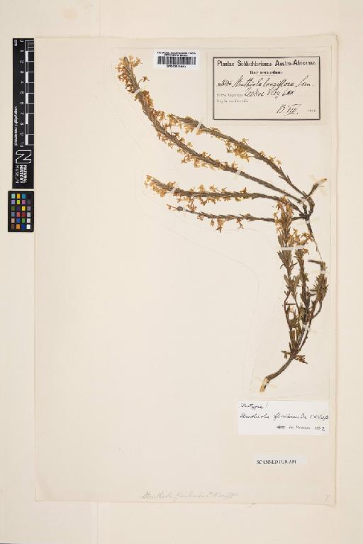 Struthiola floribunda C.H.Wright - 000910863