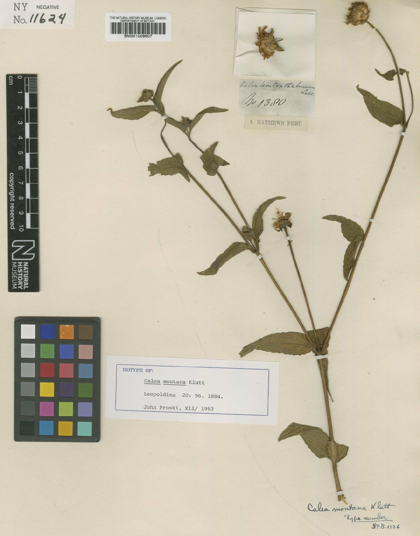 To NHMUK collection (Calea montana Klatt; Isotype; NHMUK:ecatalogue:622061)