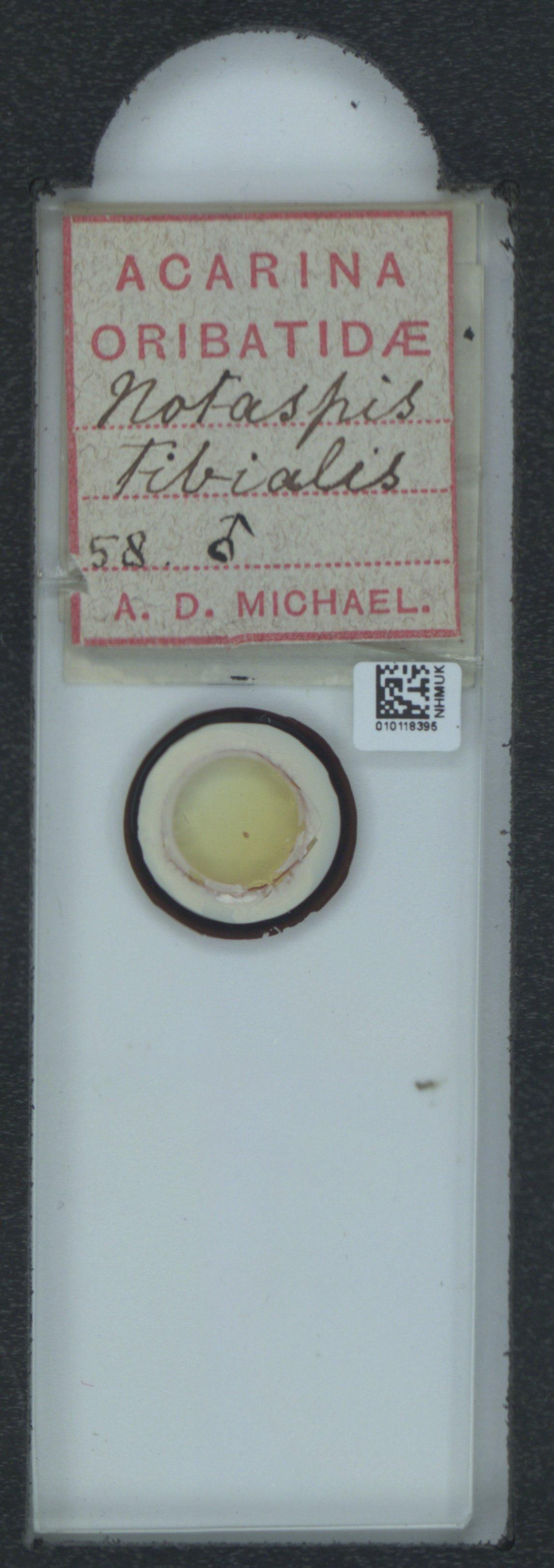 To NHMUK collection (Notaspis tibialis Nicolet, 1855; NHMUK:ecatalogue:6545640)