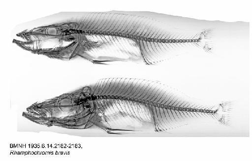 Rhamphochromis brevis Trewavas, 1935 - BMNH 1935.6.14.2182-2183, Rhamphochromis brevis, Radiograph