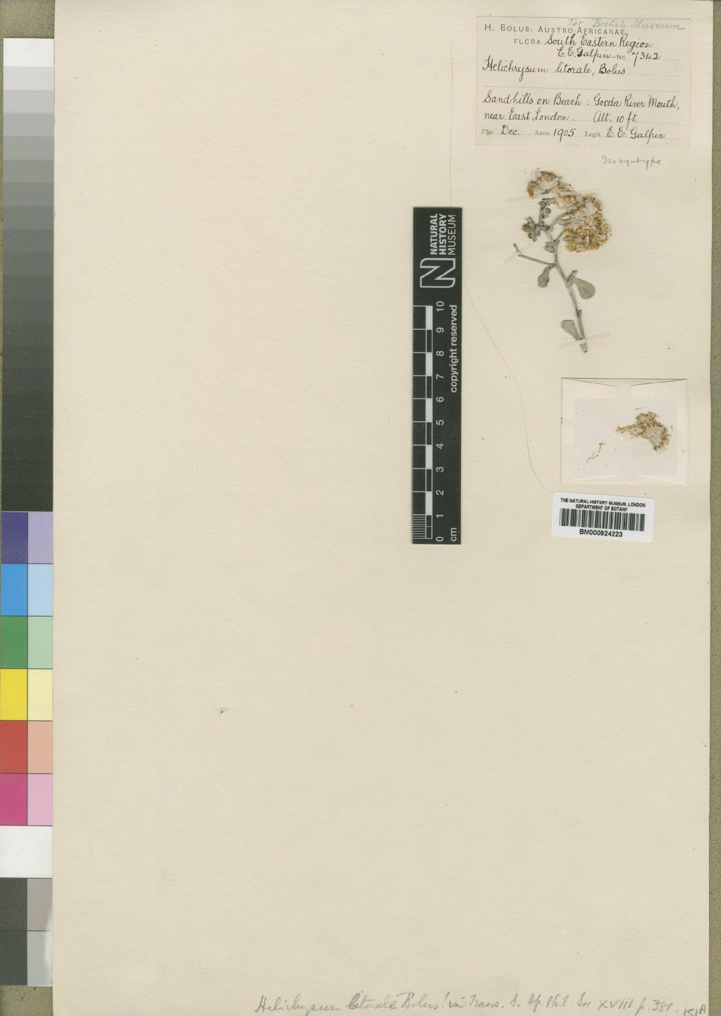 To NHMUK collection (Helichrysum litorale Bolus; Isosyntype; NHMUK:ecatalogue:4529251)