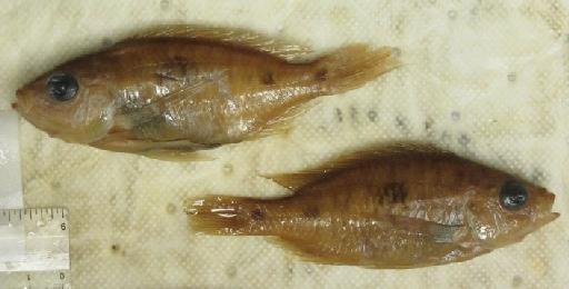 Haplochromis trimaculatus Iles, 1960 - BMNH 1962.10.18.129-136, PARATYPES, Haplochromis trimaculatus b