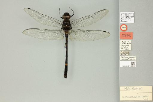 Macromia annaimallaiensis Fraser, 1931 - 013384048_dorsal