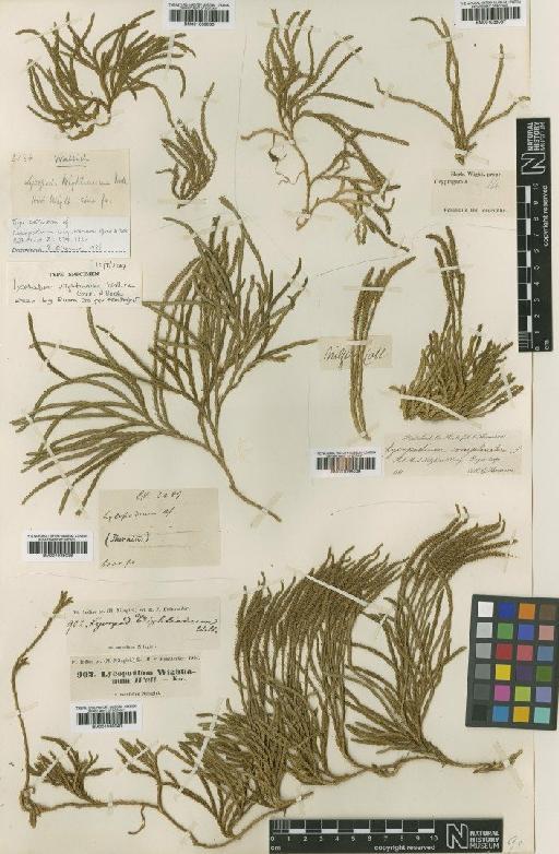 Lycopodium wightianum Hook. & Grev. - BM001038039