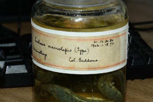 Trimeresurus macrolepis Beddome, 1862 - Image of specimen 1946.1.18.72