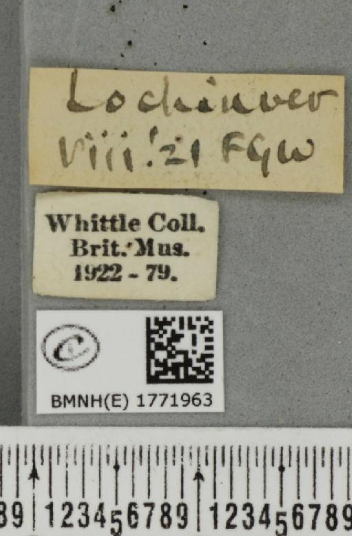Dysstroma citrata citrata ab. griseonotata Lange, 1921 - BMNHE_1771963_label_351972