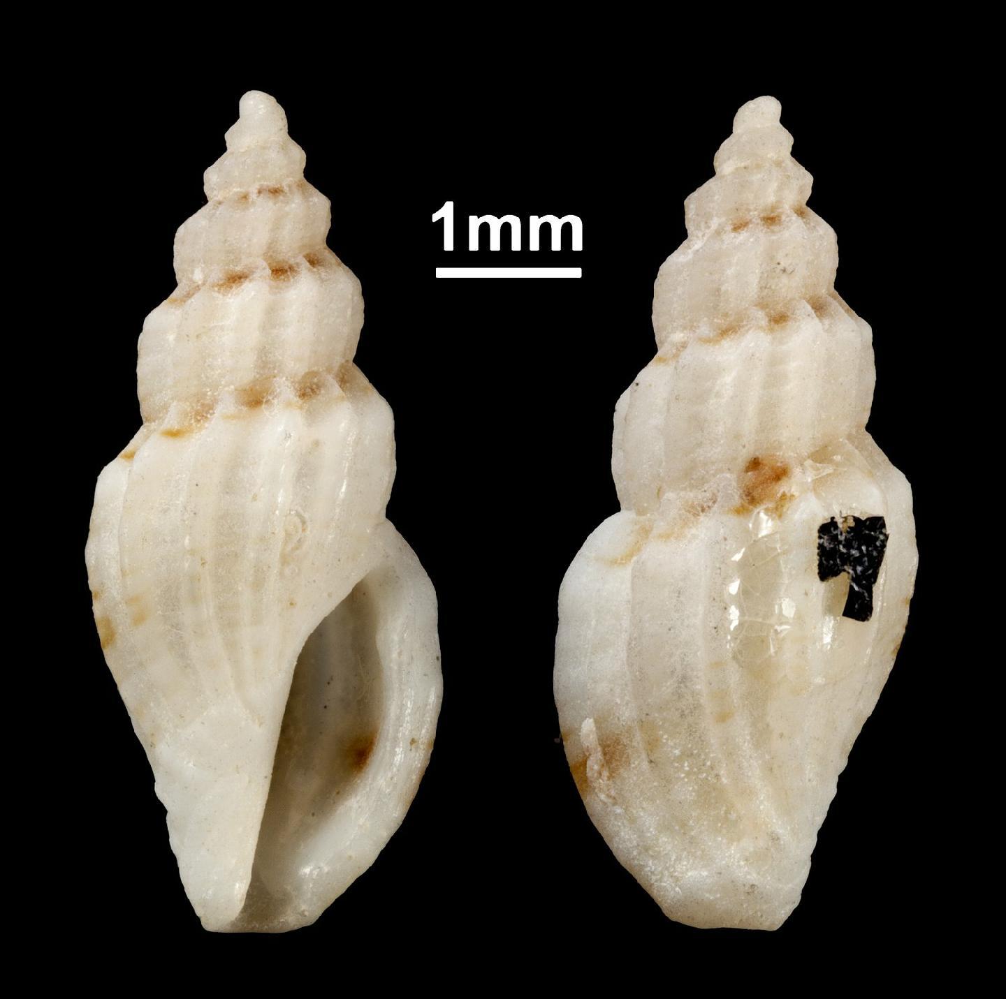 To NHMUK collection (Mangelia fieldeni (van Aartsen & Fehr-de Wal, 1978); HOLOTYPE & PARATYPE(S); NHMUK:ecatalogue:2861307)