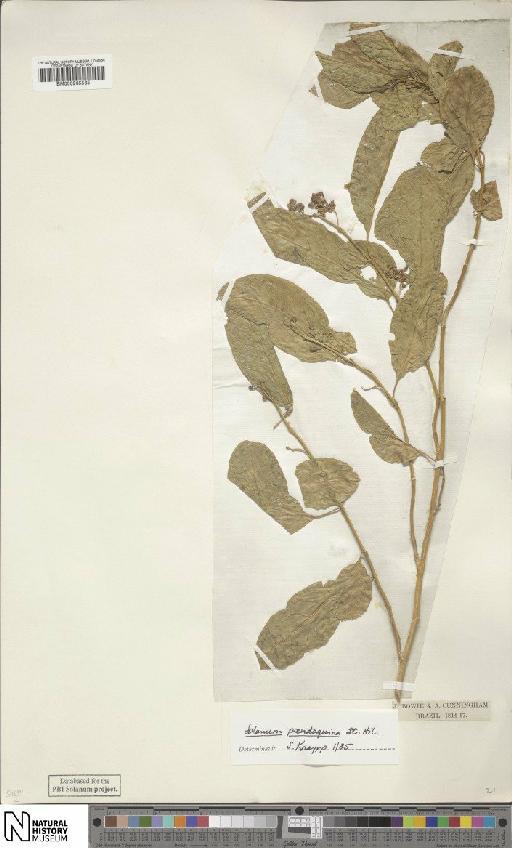 Solanum pseudoquina A.St.-Hil. - BM000935565