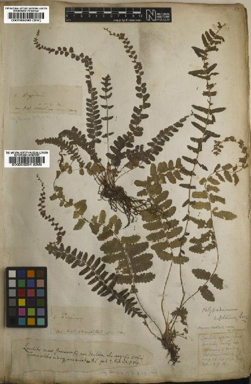 Polypodium reptans J.F.Gmel. - BM000589290