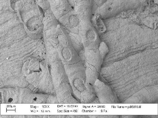 Hederella thedfordensis Bassler, 1939 - PI D 30066 – Hederella thedfordensis overgrowing Hederella filiformis