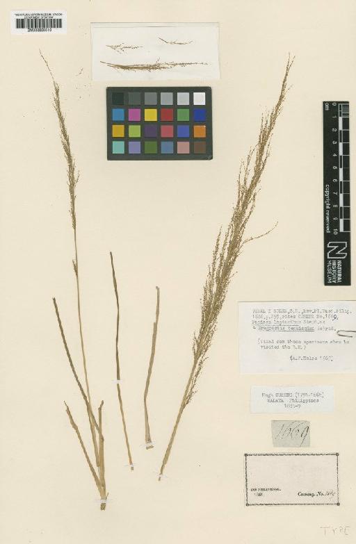 Eragrostis tenuissima Schrad. ex Nees - BM000959516