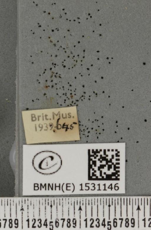 Falcaria lacertinaria ab. fasciata Lempke, 1938 - BMNHE_1531146_label_187335