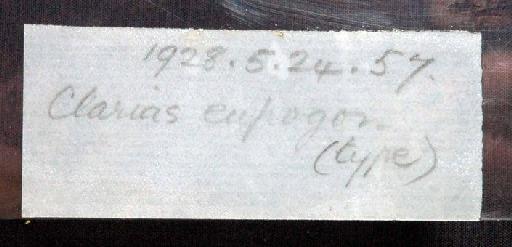 Clarias eupogon Norman, 1928 - 1928.5.24.57; Clarias eupogon; image of jar label; ACSI project image