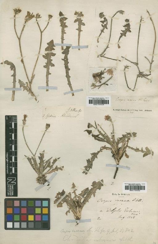 Crepis incana Sibth. & Sm. - BM001050559