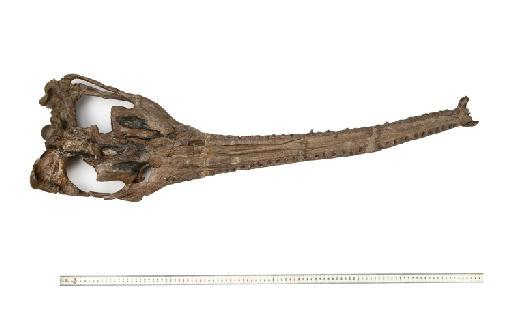 Mycterosuchus nasutus Andrews, 1909 - PV R 2617 skull 003