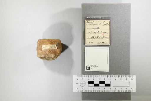 Cimoliasaurus limnophilus (Koken, 1887) - 010024231_L010221828