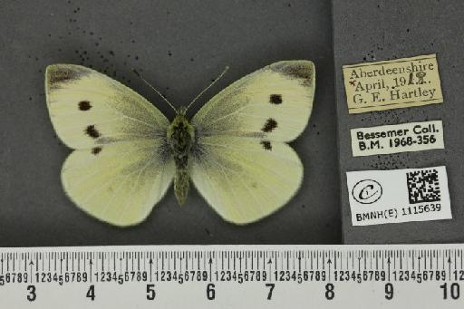 Pieris rapae rapae (Linnaeus, 1758) - BMNHE_1115639_70526