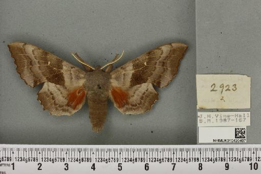 Laothoe populi populi (Linnaeus, 1758) - NHMUK_010420407_a_526560