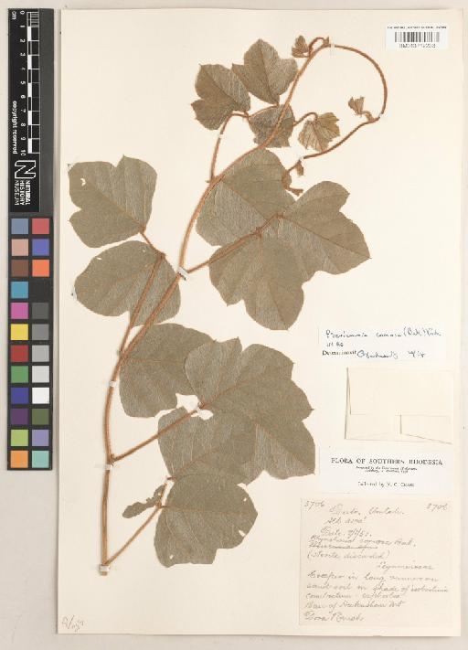 Pseudeminia comosa (Baker) Verdc. - BM013712233
