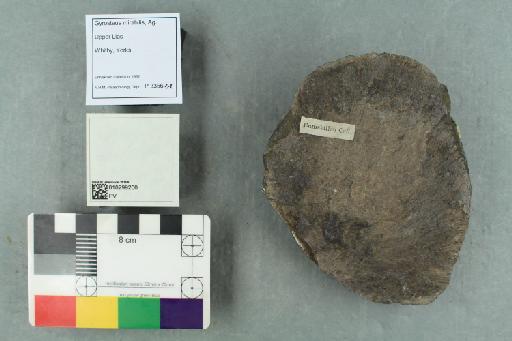 Gyrosteus mirabilis Woodward, 1889 - 010299200_L010041179