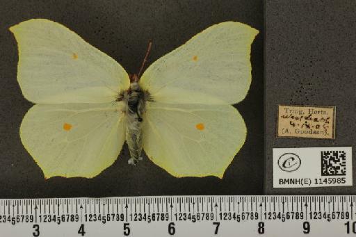 Gonepteryx rhamni (Linnaeus, 1758) - BMNHE_1145985_100184