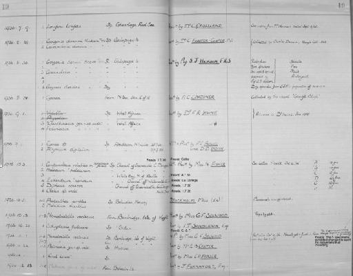 Nematostella vectensis Stephenson, 1935 - Zoology Accessions Register: Coelenterata: 1934 - 1951: page 19