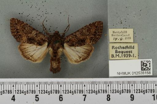 Mniotype adusta (Esper, 1790) - NHMUK_012538158_647313