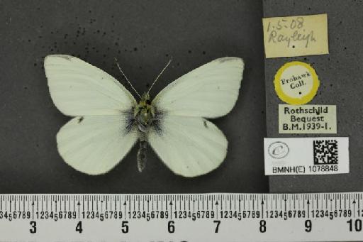 Pieris rapae rapae (Linnaeus, 1758) - BMNHE_1078848_70168