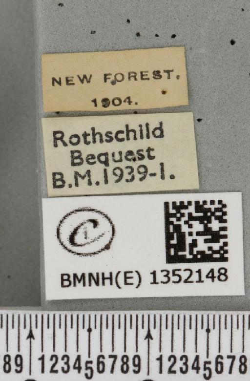 Phymatopus hecta ab. nemorosa Esper, 1786 - BMNHE_1352148_label_186597