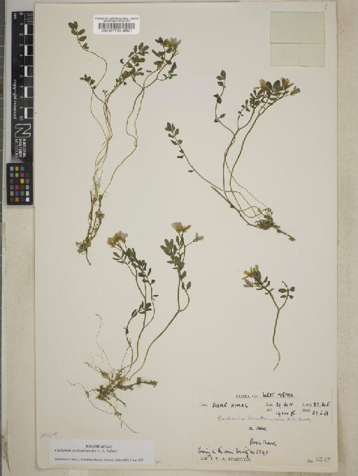 Cardamine L. - BM000587725