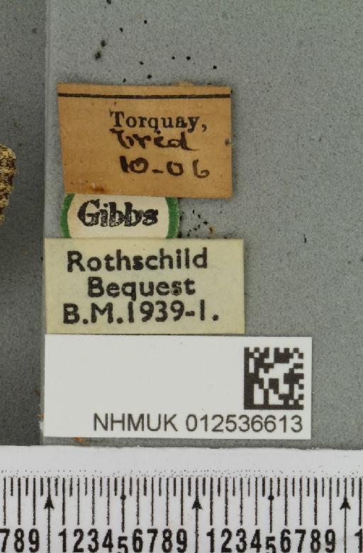 Polymixis lichenea ab. intermedia Siviter Smith, 1942 - NHMUK_012536613_label_645754