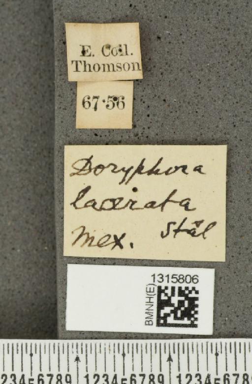 Leptinotarsa lacerata Stål, 1858 - BMNHE_1315806_label_15348