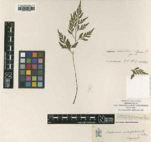 Asplenium interjectum Christ - BM001045198