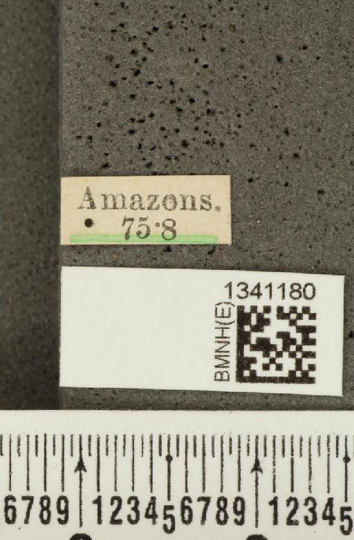 Aristobrotica Bechyné, 1956 - BMNHE_1341180_label_22899