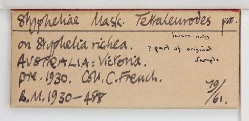 Aleurotrachelus stypheliae Maskell, W.M., 1896 - 013478379_additional