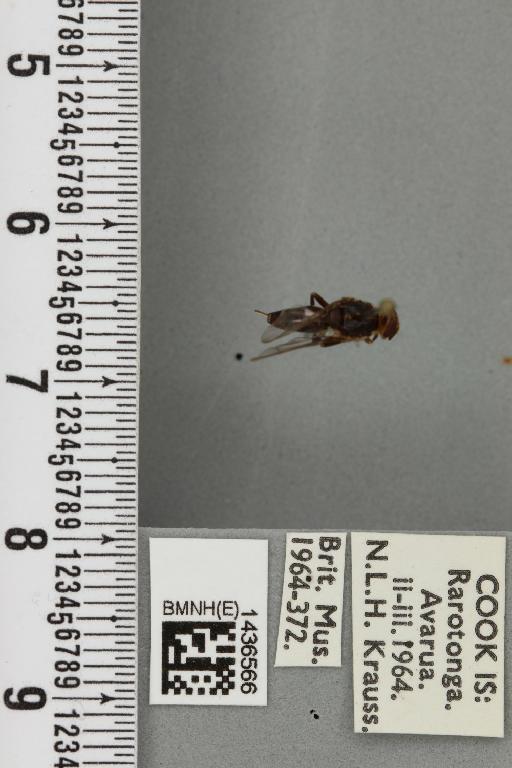 Bactrocera (Bactrocera) melanota (Coquillett, 1909) - BMNHE_1436566_30667