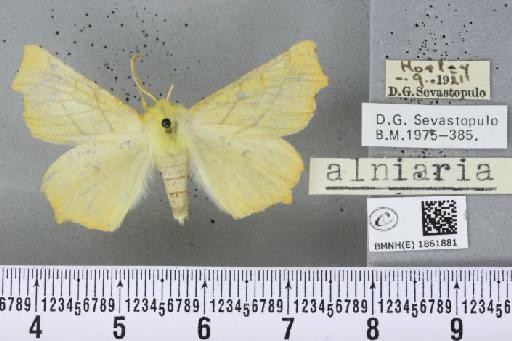 Ennomos alniaria (Linnaeus, 1758) - BMNHE_1861881_442717