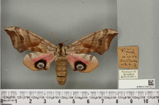 Smerinthus ocellata ocellata (Linnaeus, 1758) - NHMUK_010475071_525374